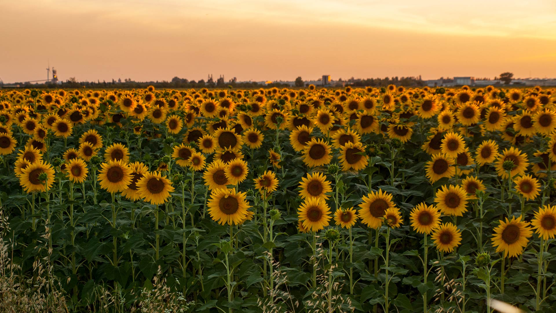 Sunflower field near the village of Arles, Provence, France