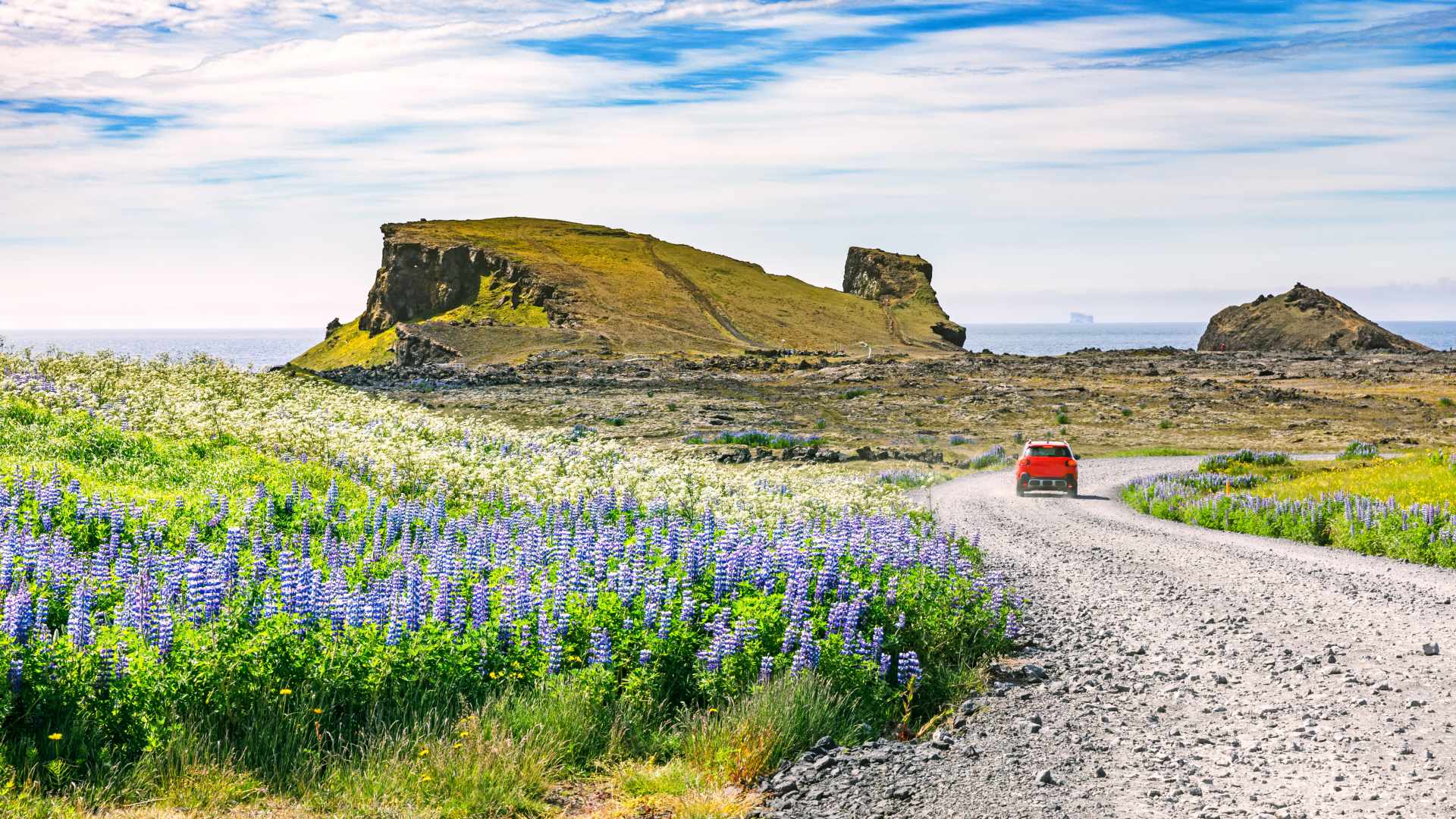 Flowers along a road on Iceland’s Golden Circle near Keflavík