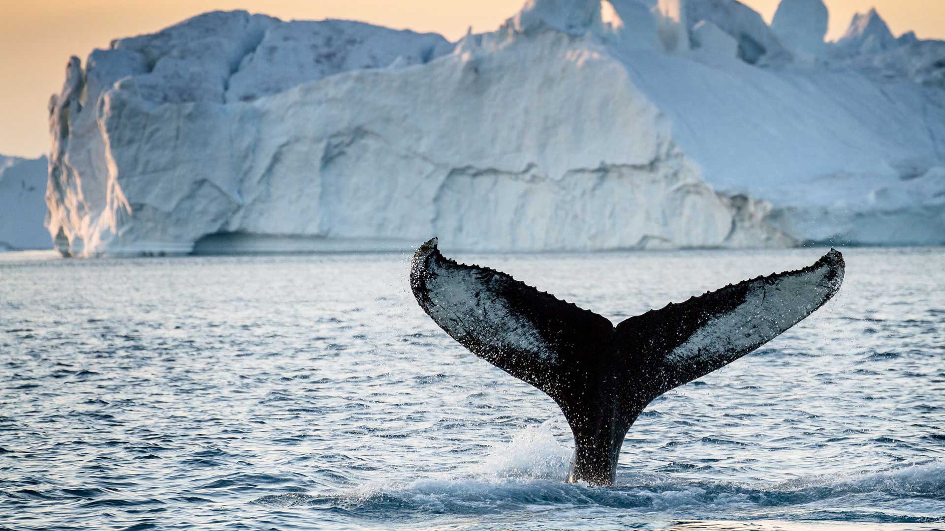 Whale swimming in the seas by Greenland