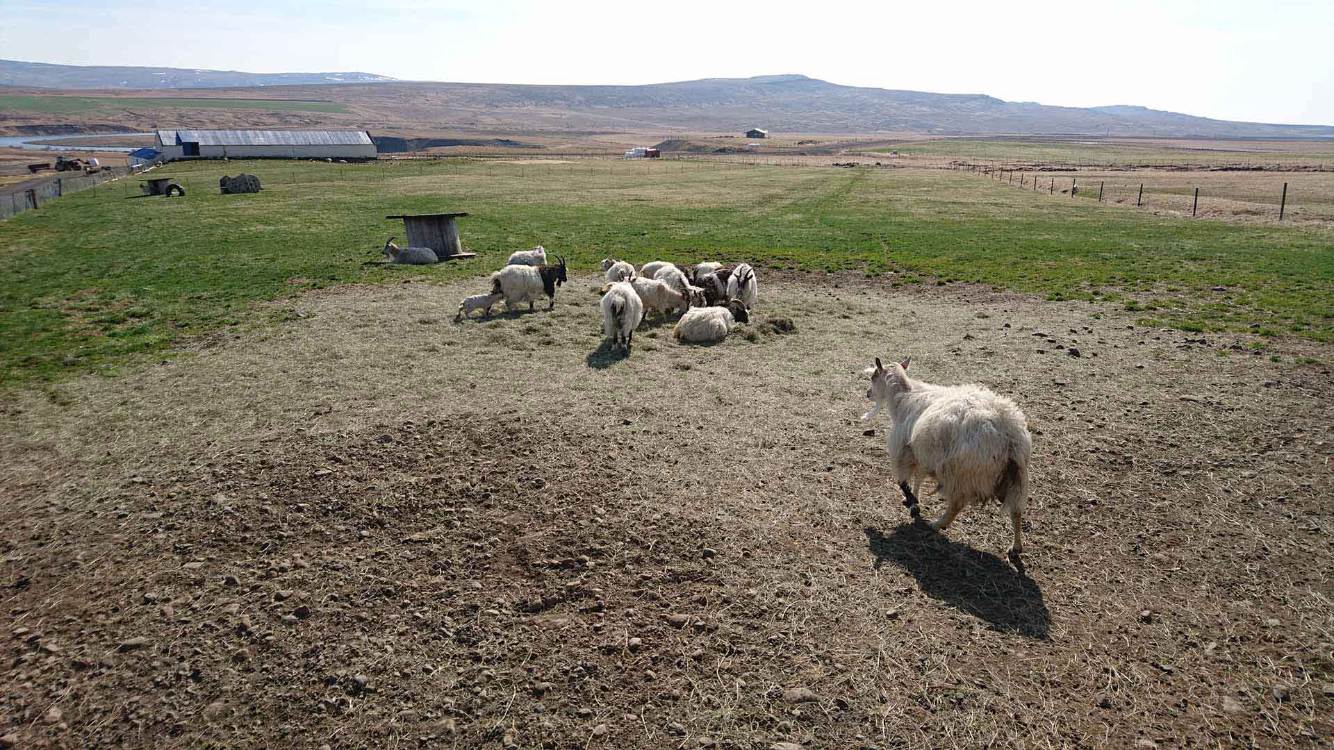 Goat Centre Háafell