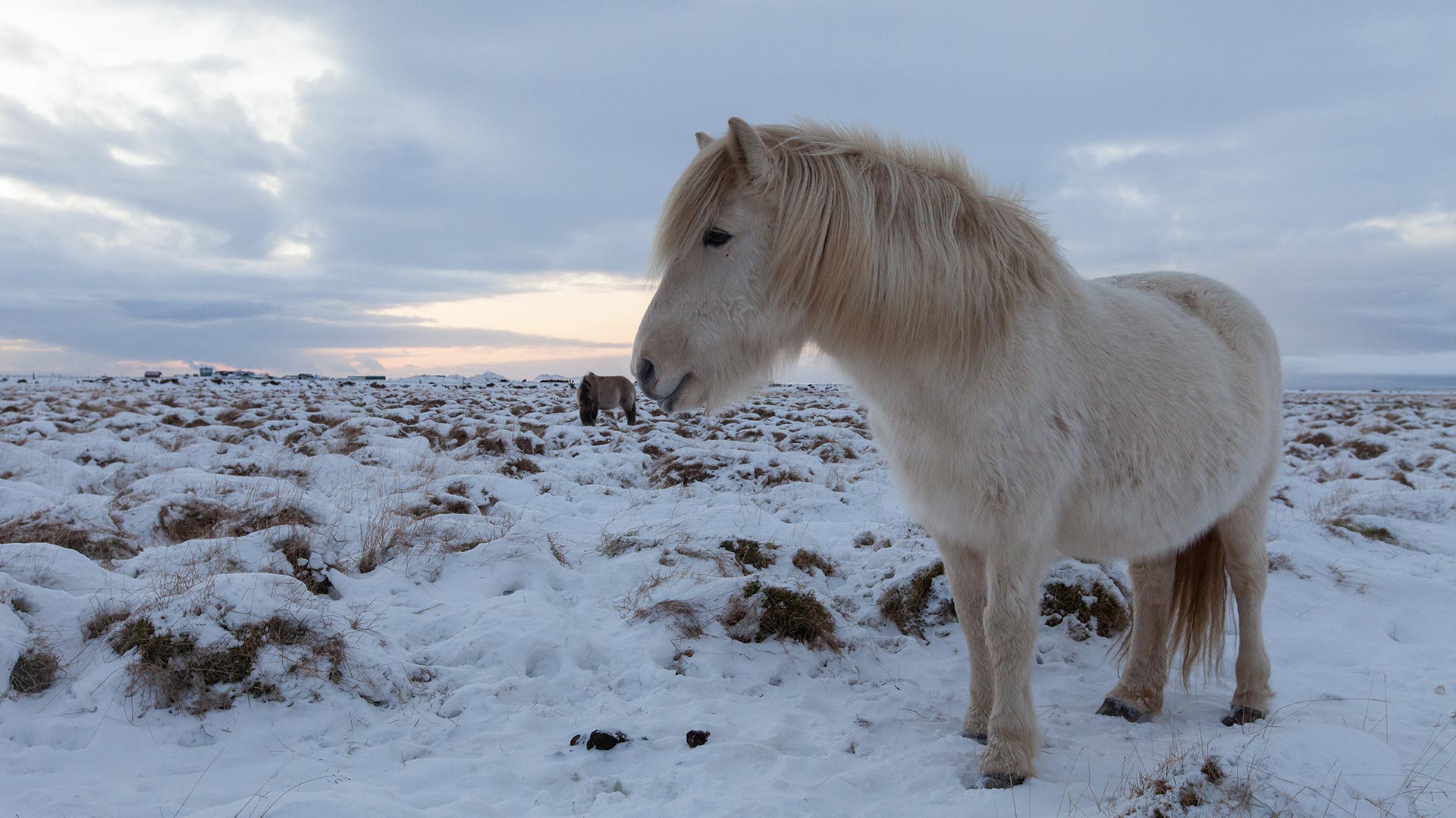The Icelandic Horse