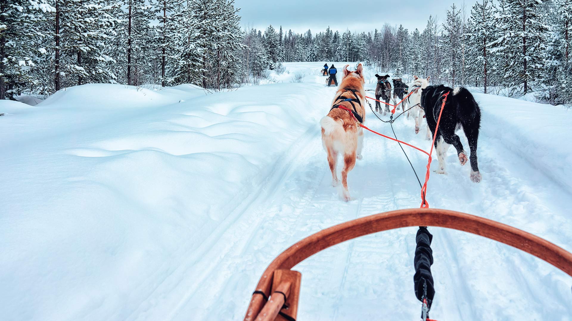 husky dog sledging sweden family