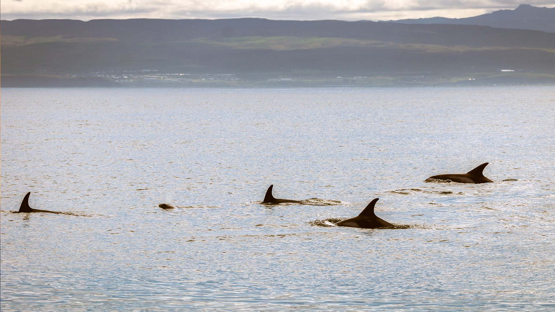 Dolphins in Iceland