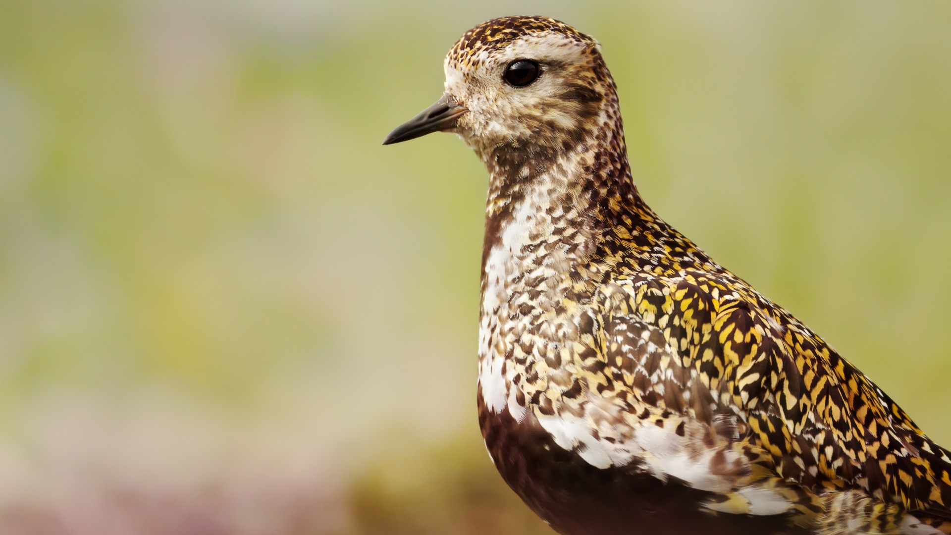 Golden plover bird, Iceland