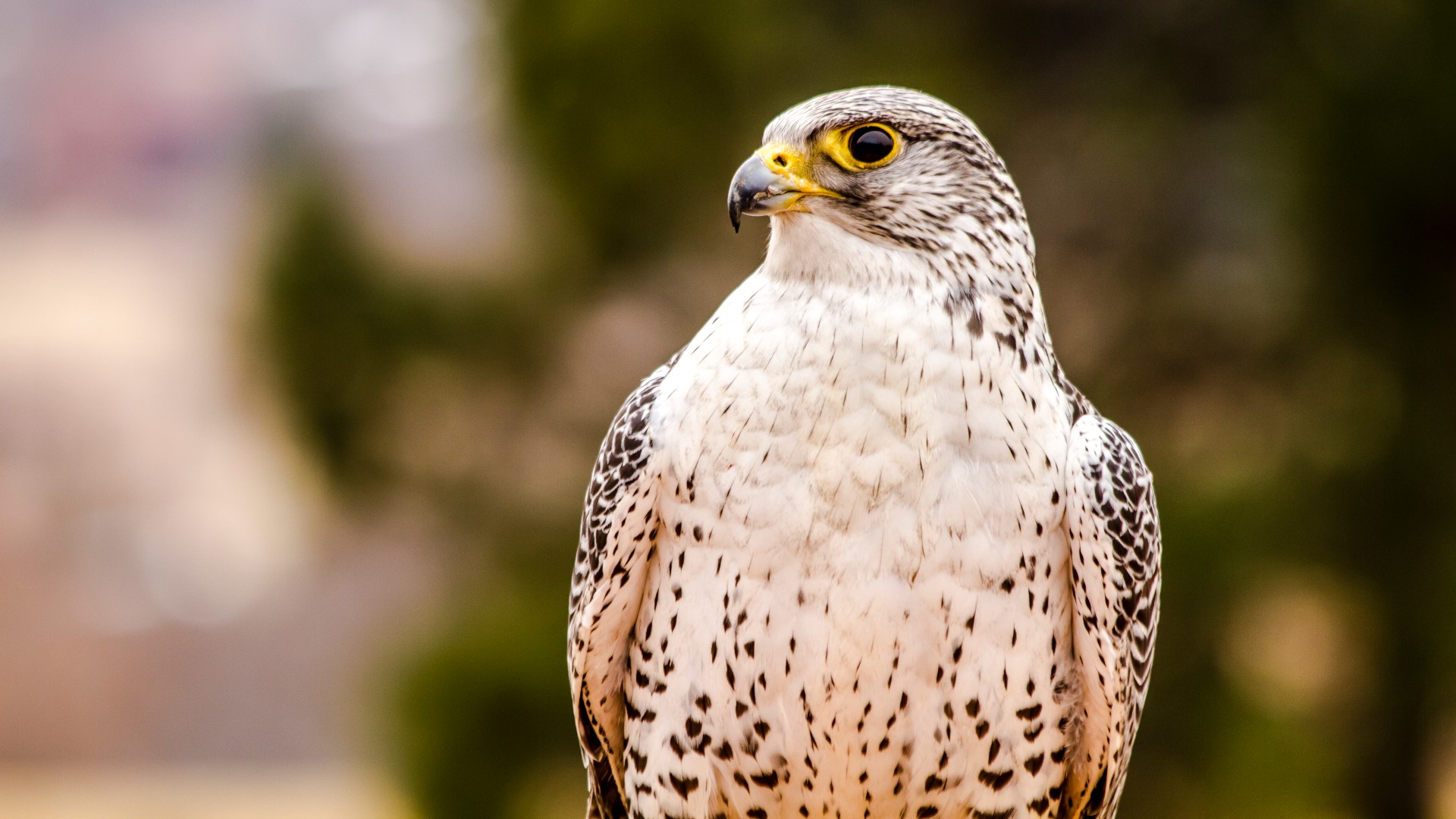 Gyrfalcon, Iceland's national animal