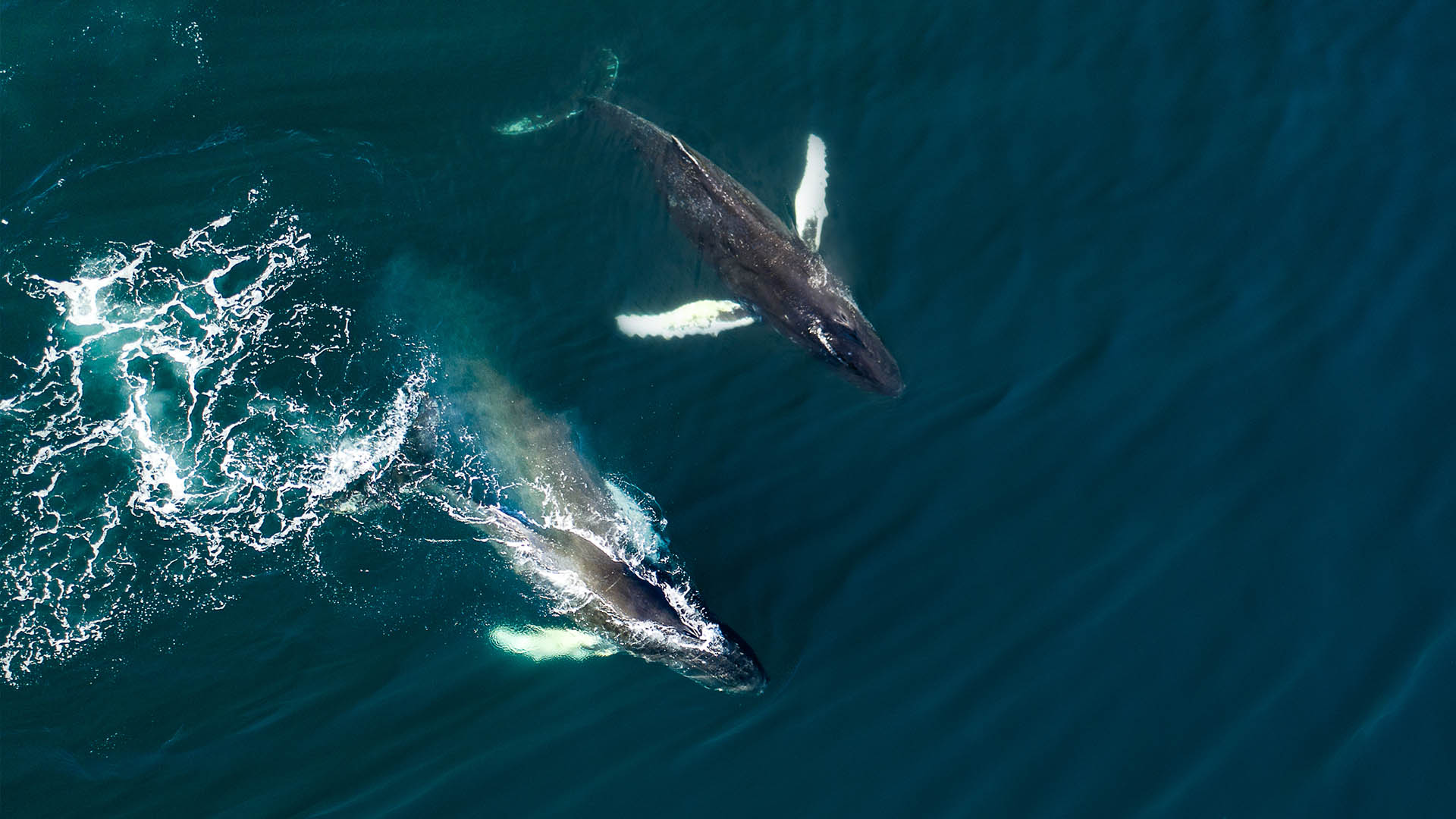 Whale watching in Iceland