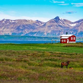 iceland red house in the meadow with a horse