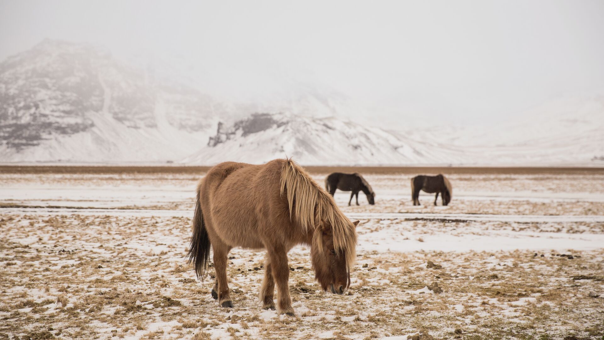 Icelandic horse in the snow