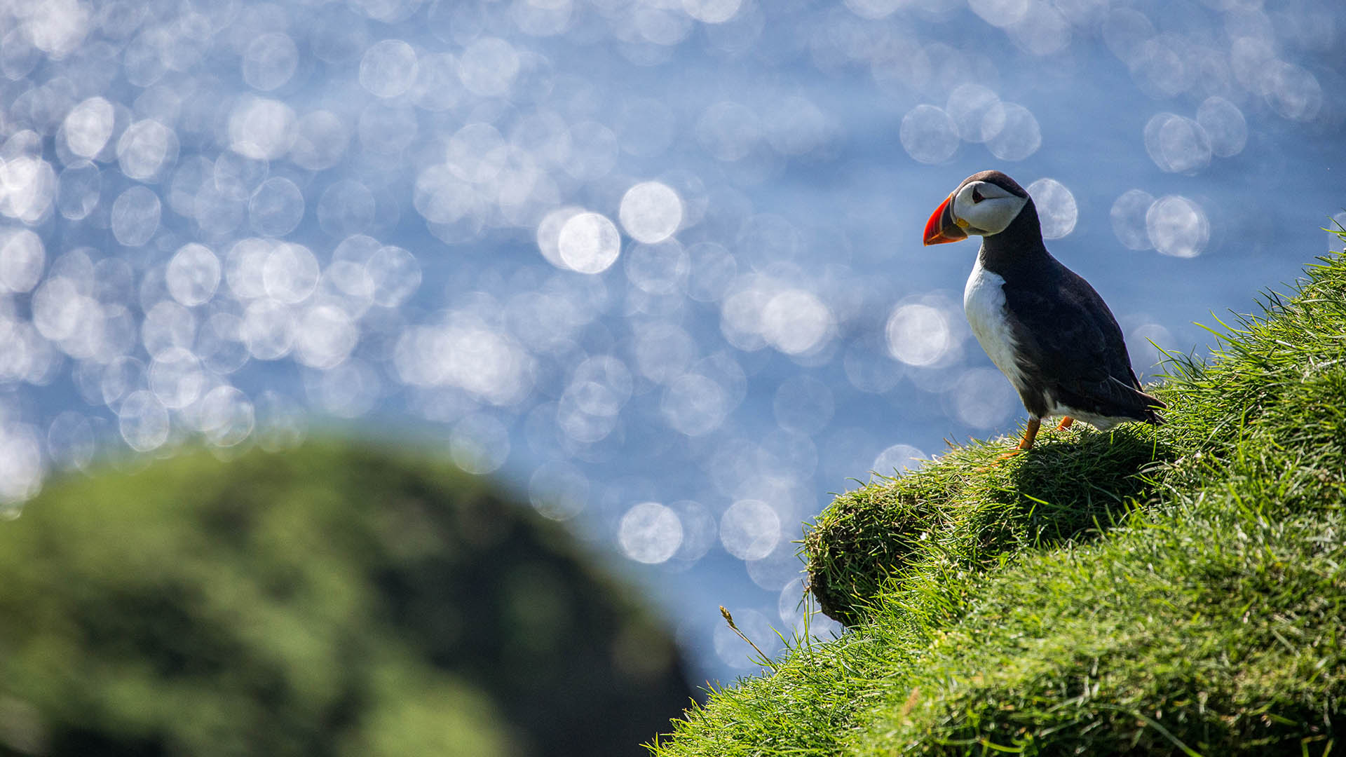 Puffin sitting on a cliff