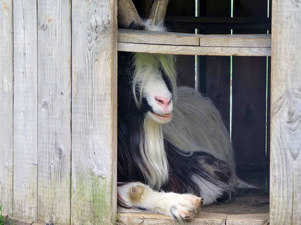 Háafell Goat Farm Iceland