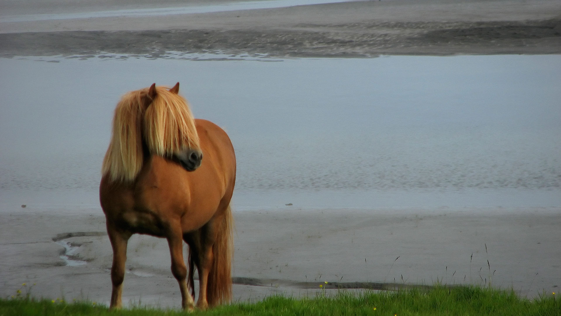 Icelandic horse