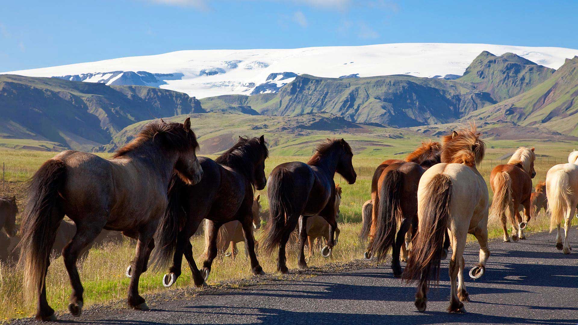 iceland horse trip