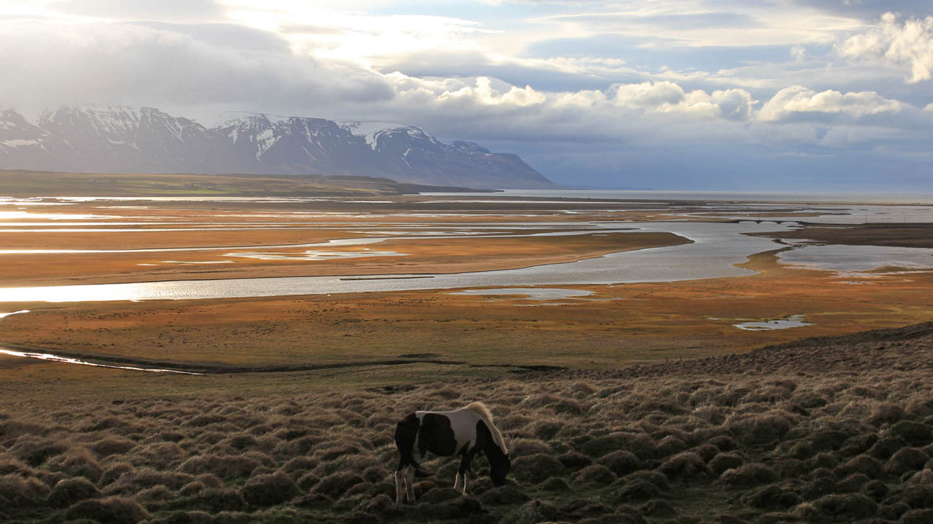 Horse in Skagafjordur, North Iceland