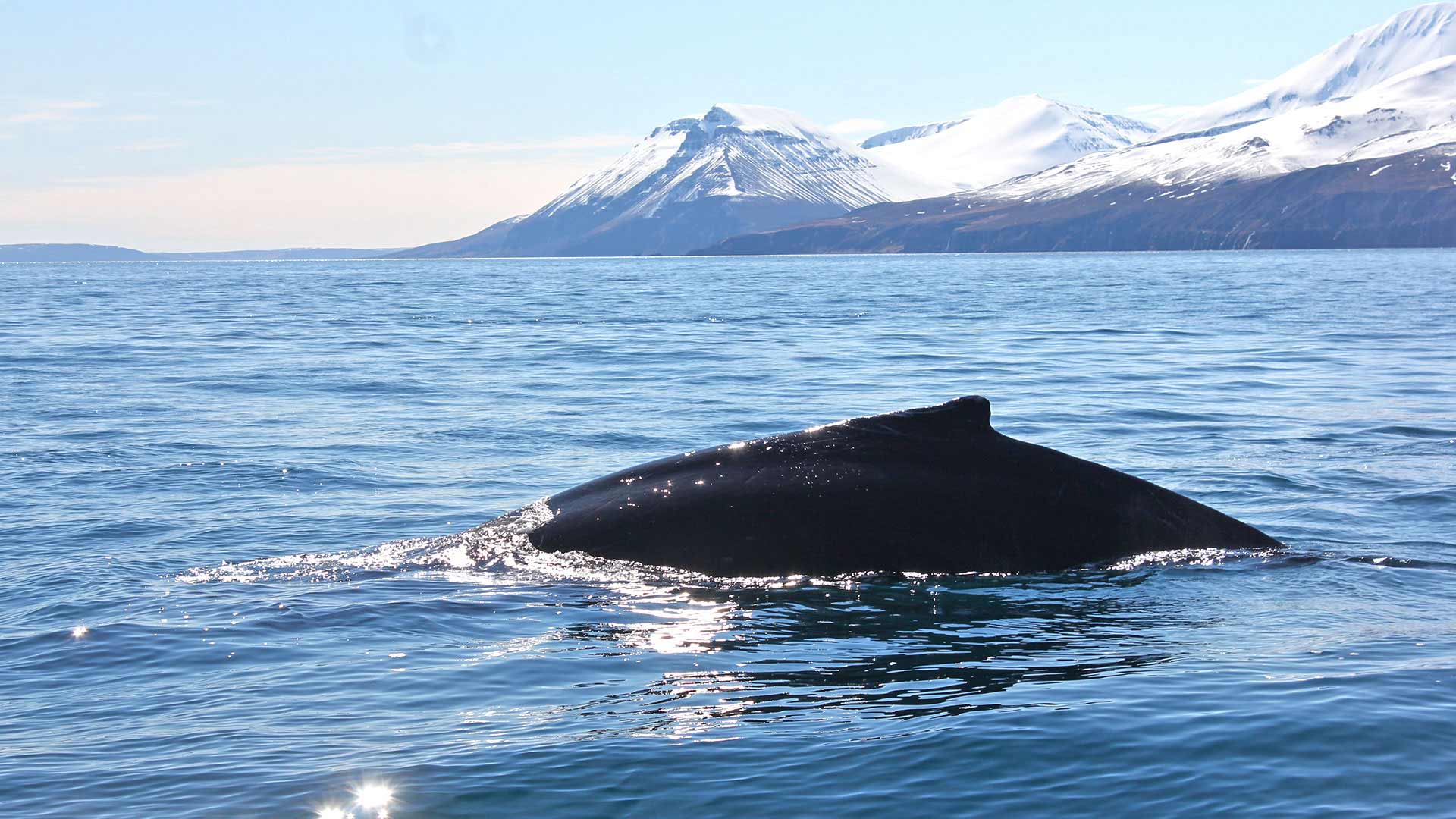 Whale watching from Husavik