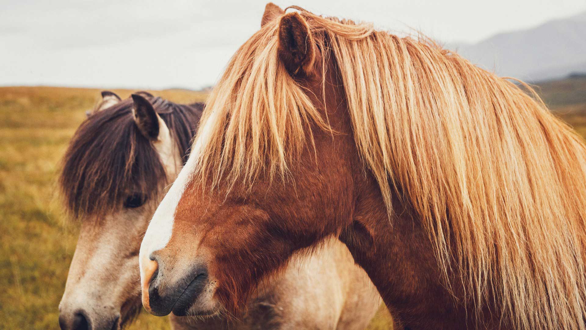 Icelandic horses