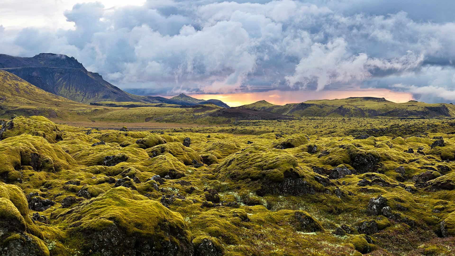 Lava moss covering rocks with an orange sunset bursting through grey clouds.