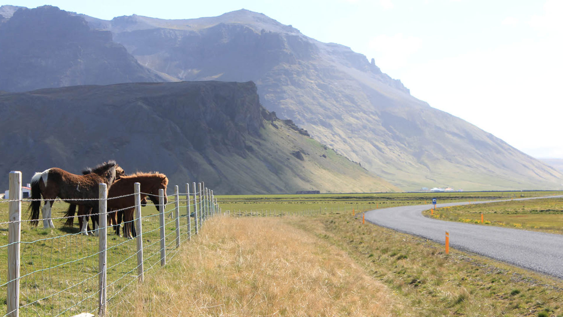 Icelandic Horses