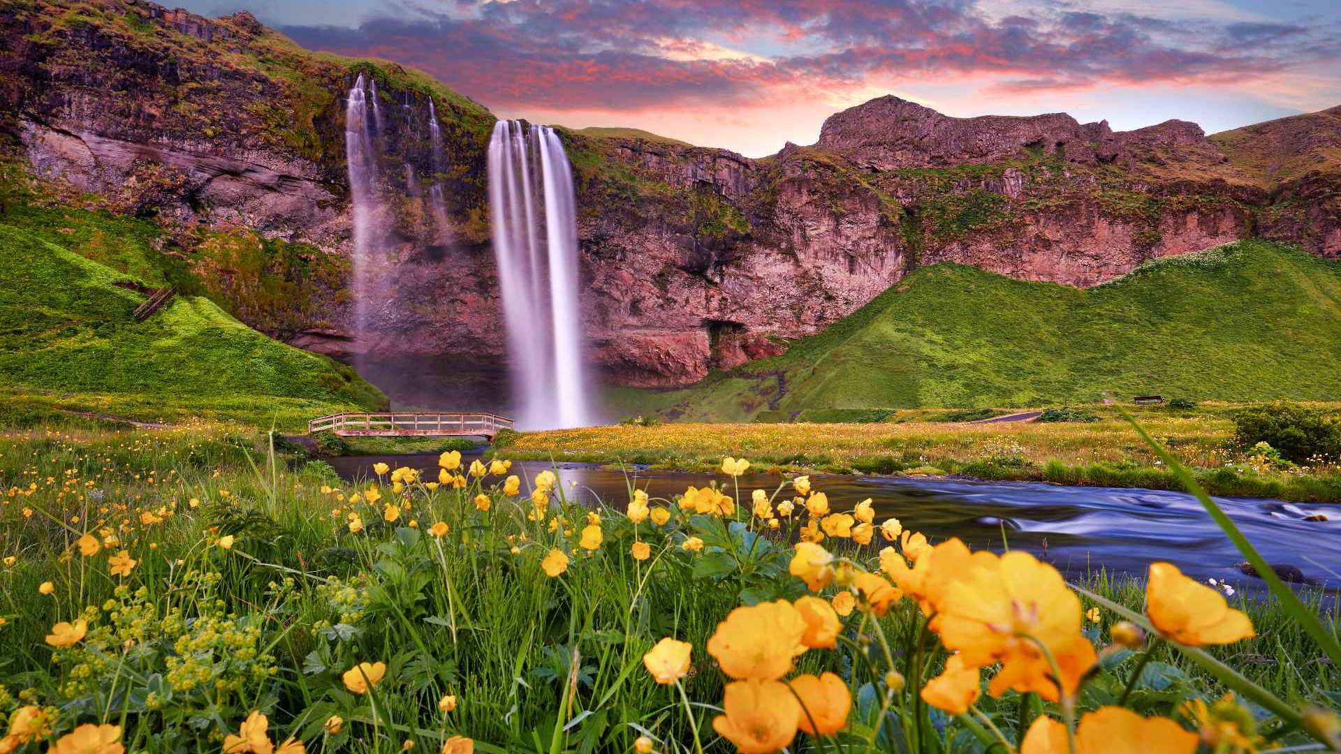 Seljalandsfoss waterfall and yellow flowers in Iceland