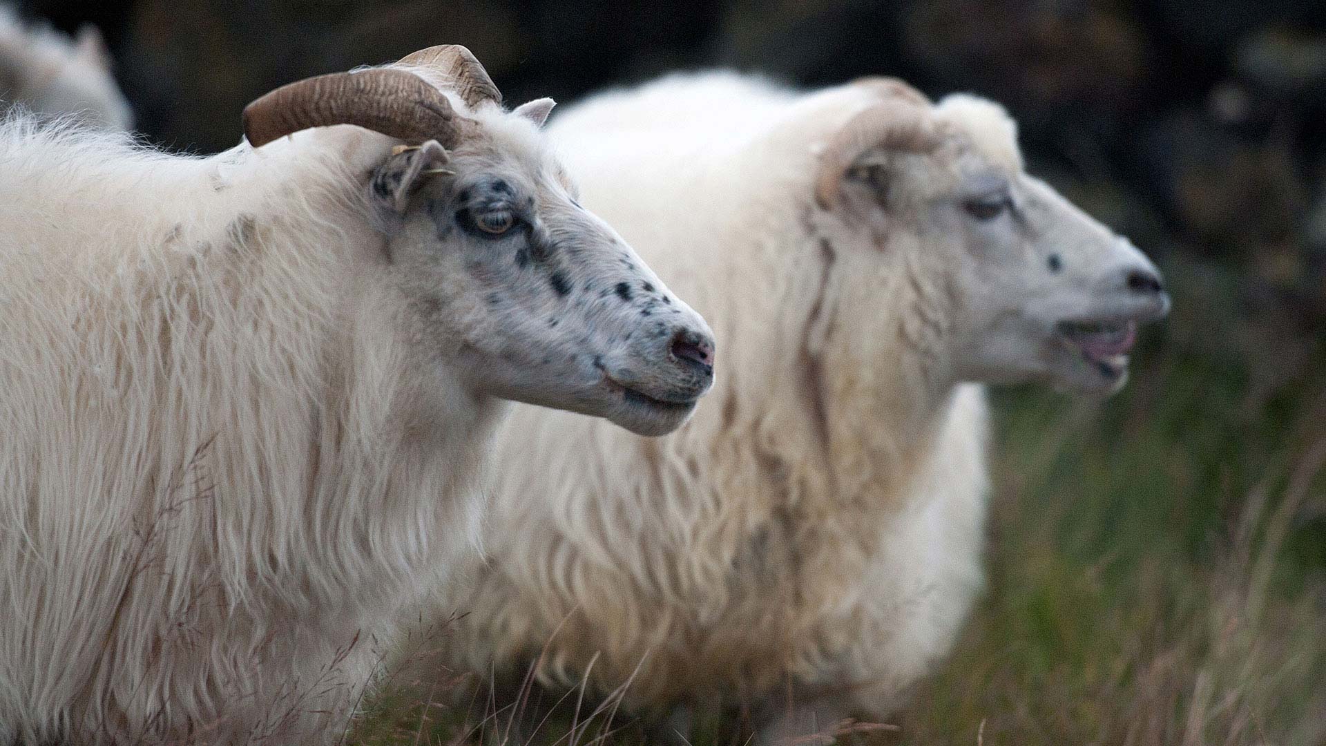 Sheep in Iceland