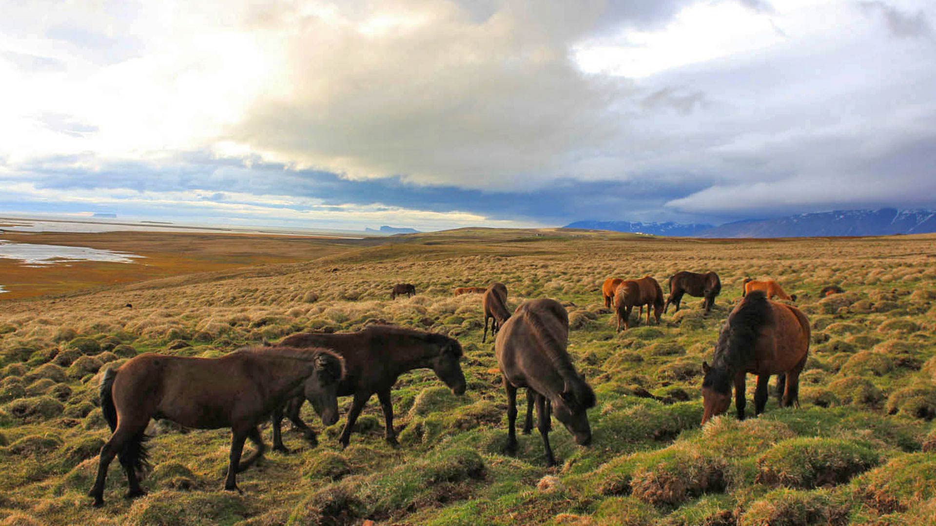 icelandic horses in a field at skagafjodur