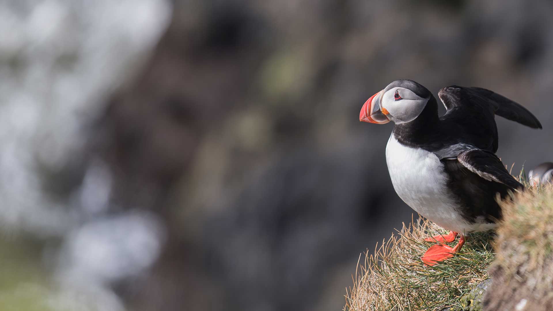 puffin in vestmannaeyjar