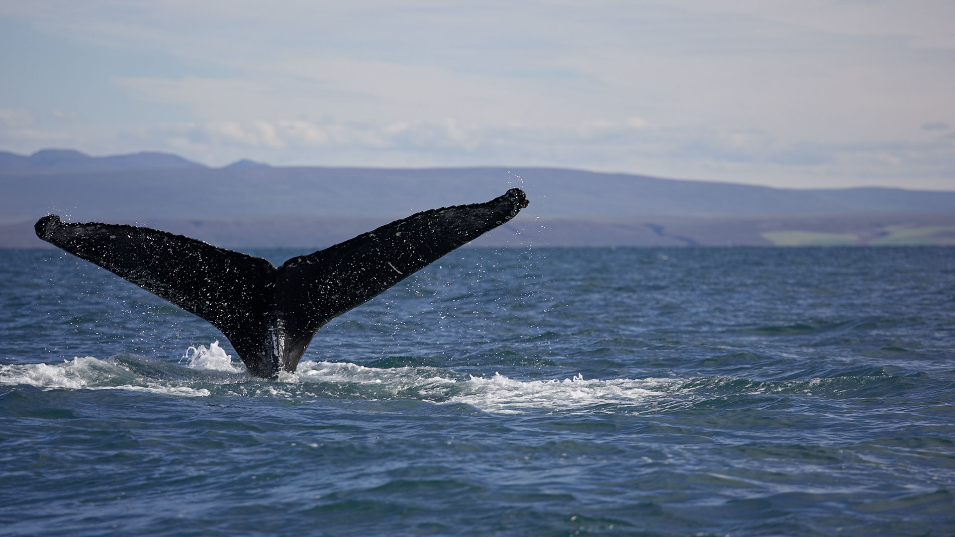 Whale watching in Iceland