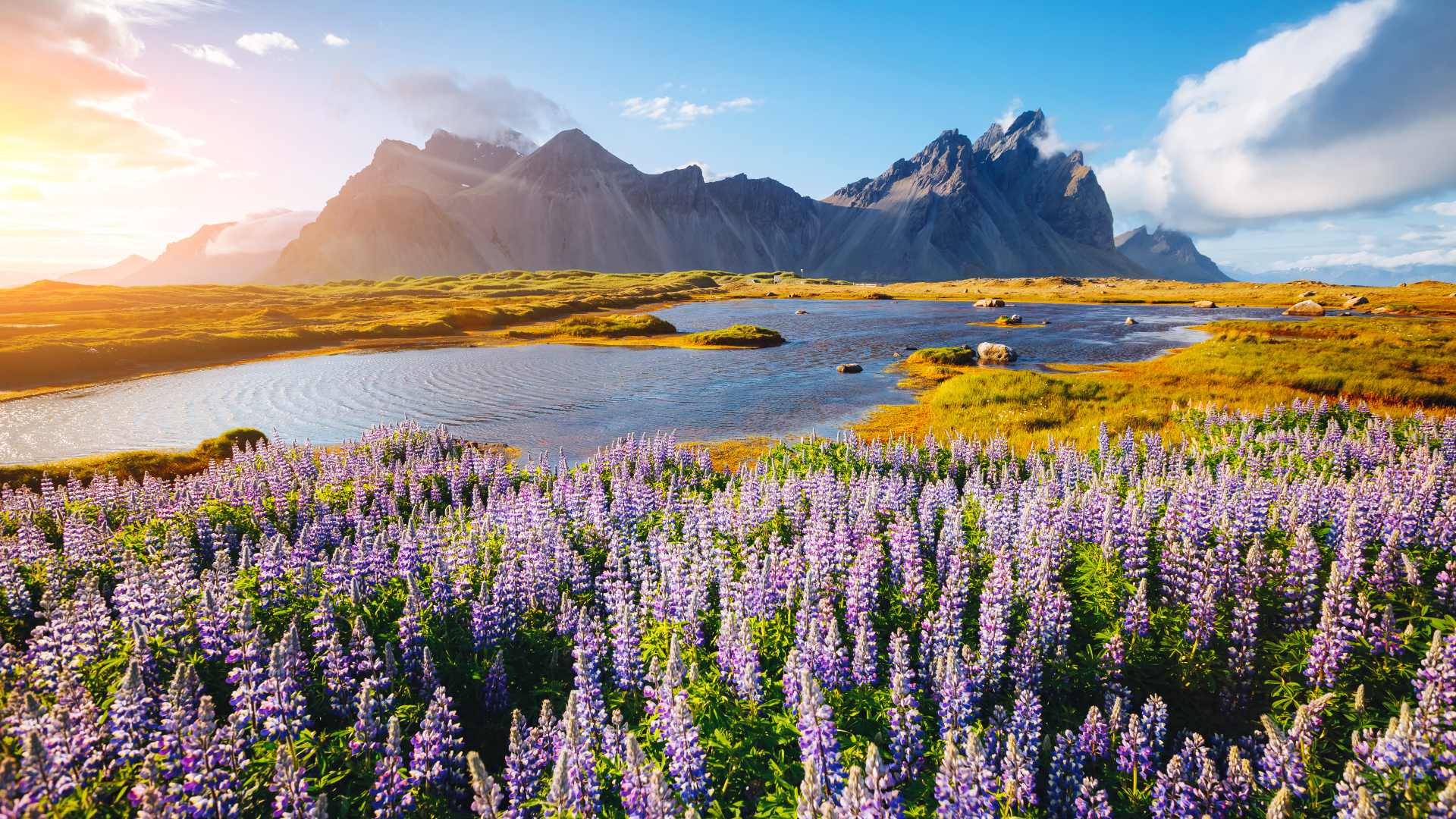 Vestrahorn mountain and blue lupine flowers in Iceland