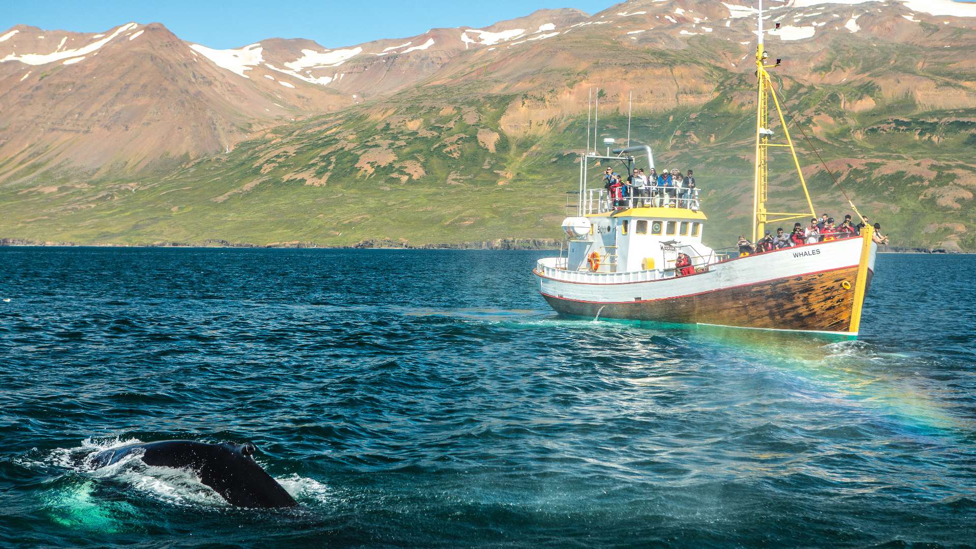 Whale watching on the Diamond Circle, Iceland