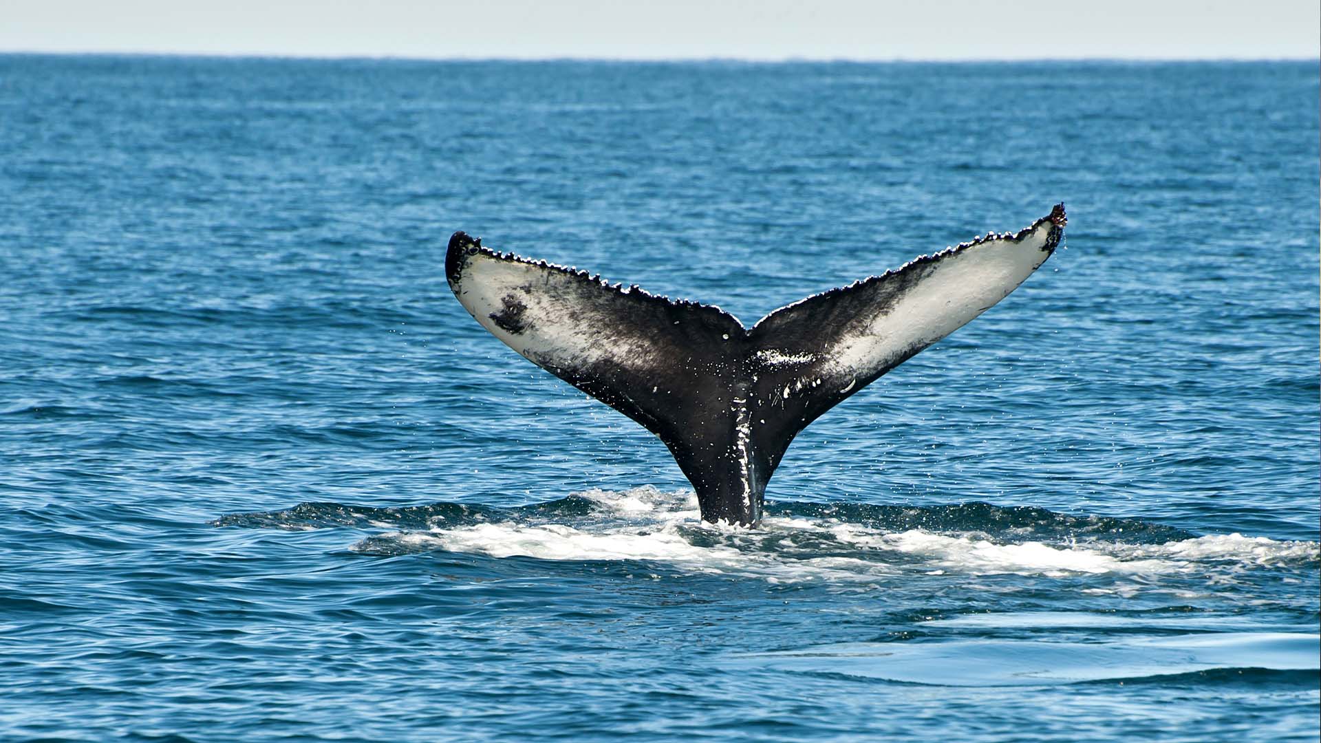 Whale in Iceland