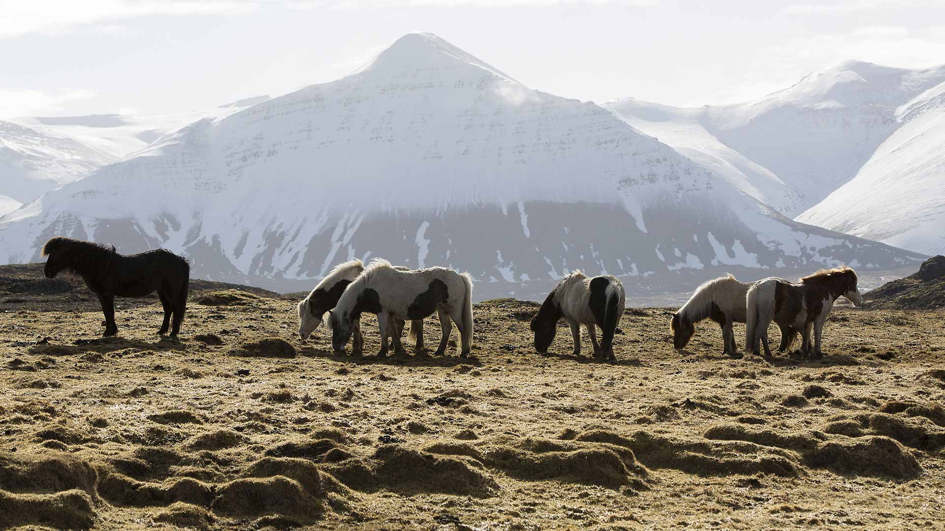 Icelandic horses in winter