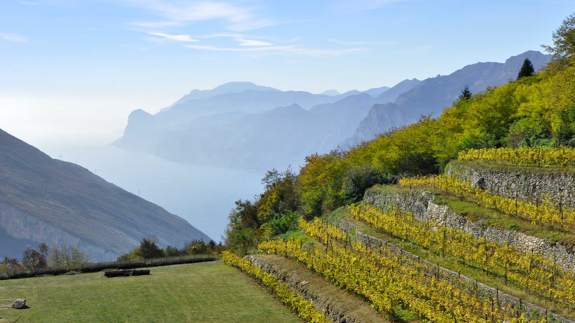 Vineyards wrapping green hills overlooking Lake Garda