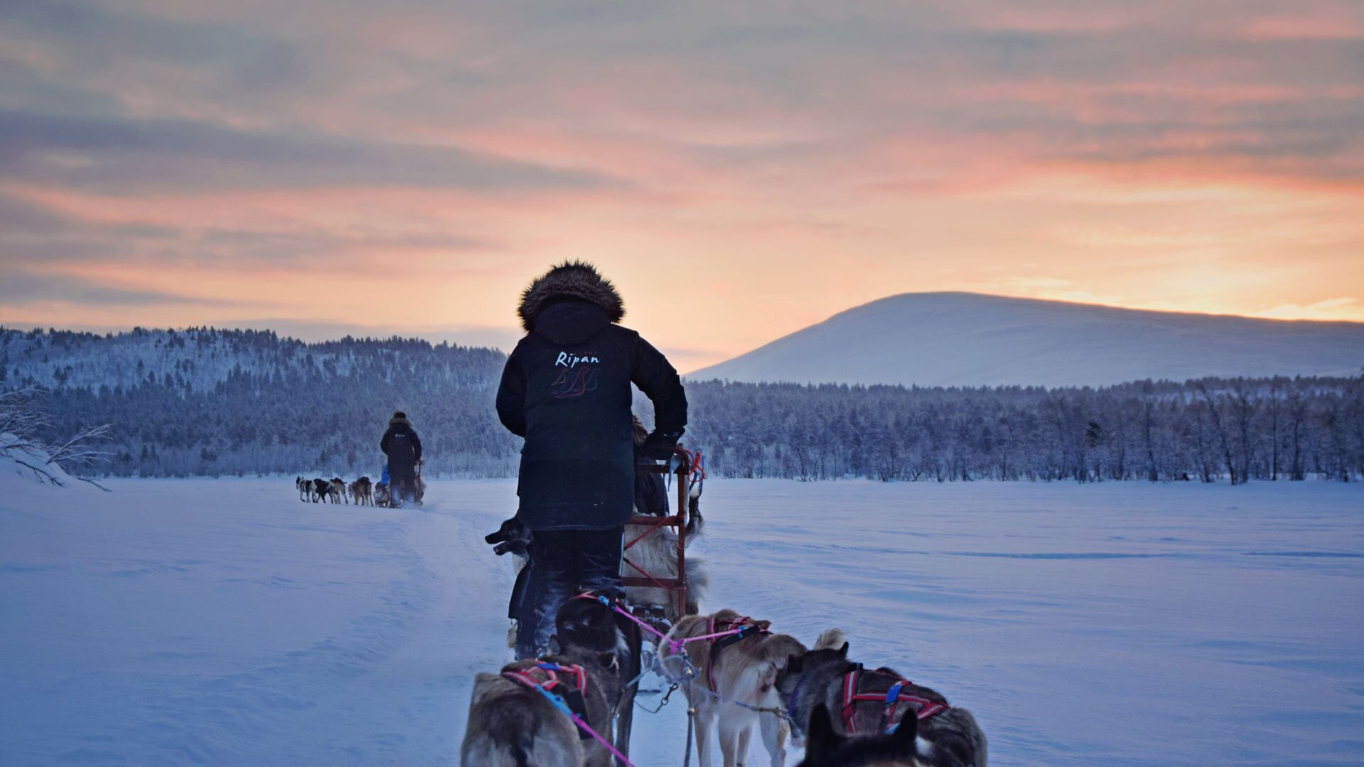 Husky sledding during a purple sunset in Swedish Lapland ©Camp Ripan
