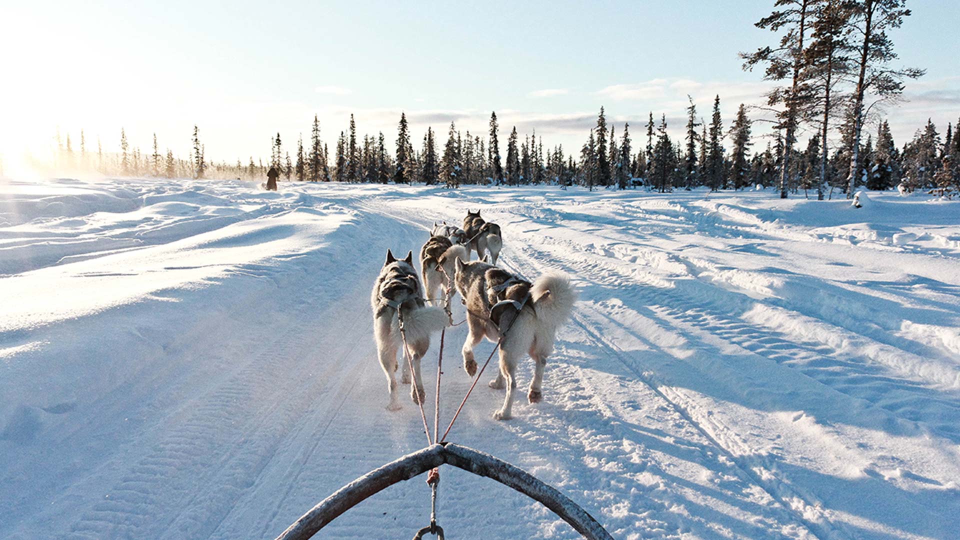 Husky sledding near Kiruna in Swedish Lapland