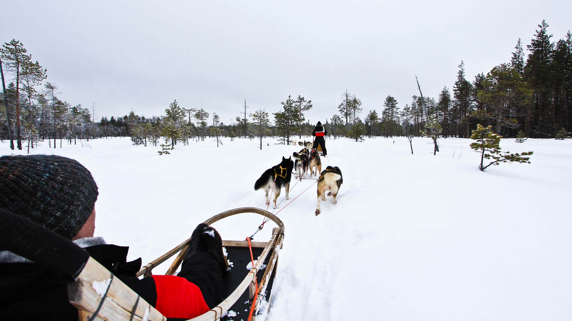 dog sledding in lapland