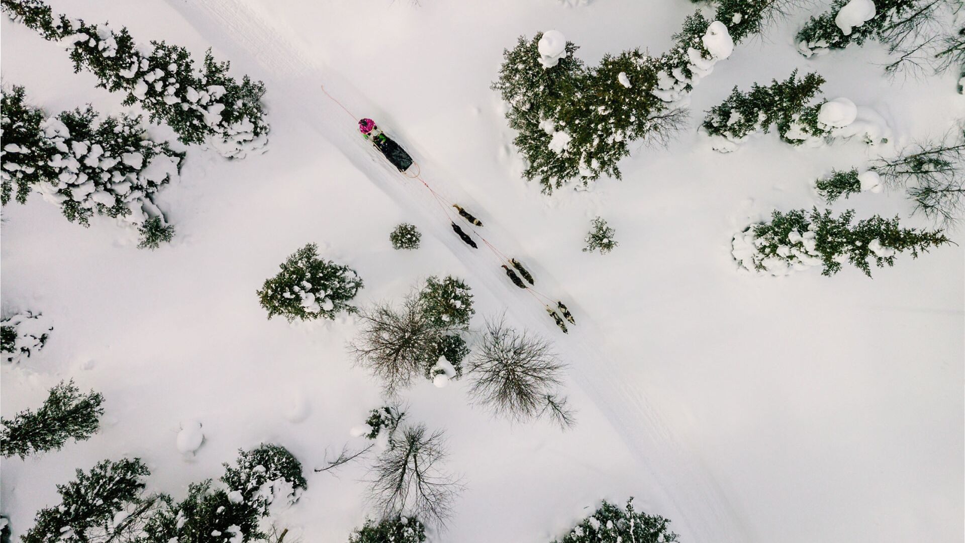 Bird's eye view of husky sledding through the snow in Kiruna, Sweden