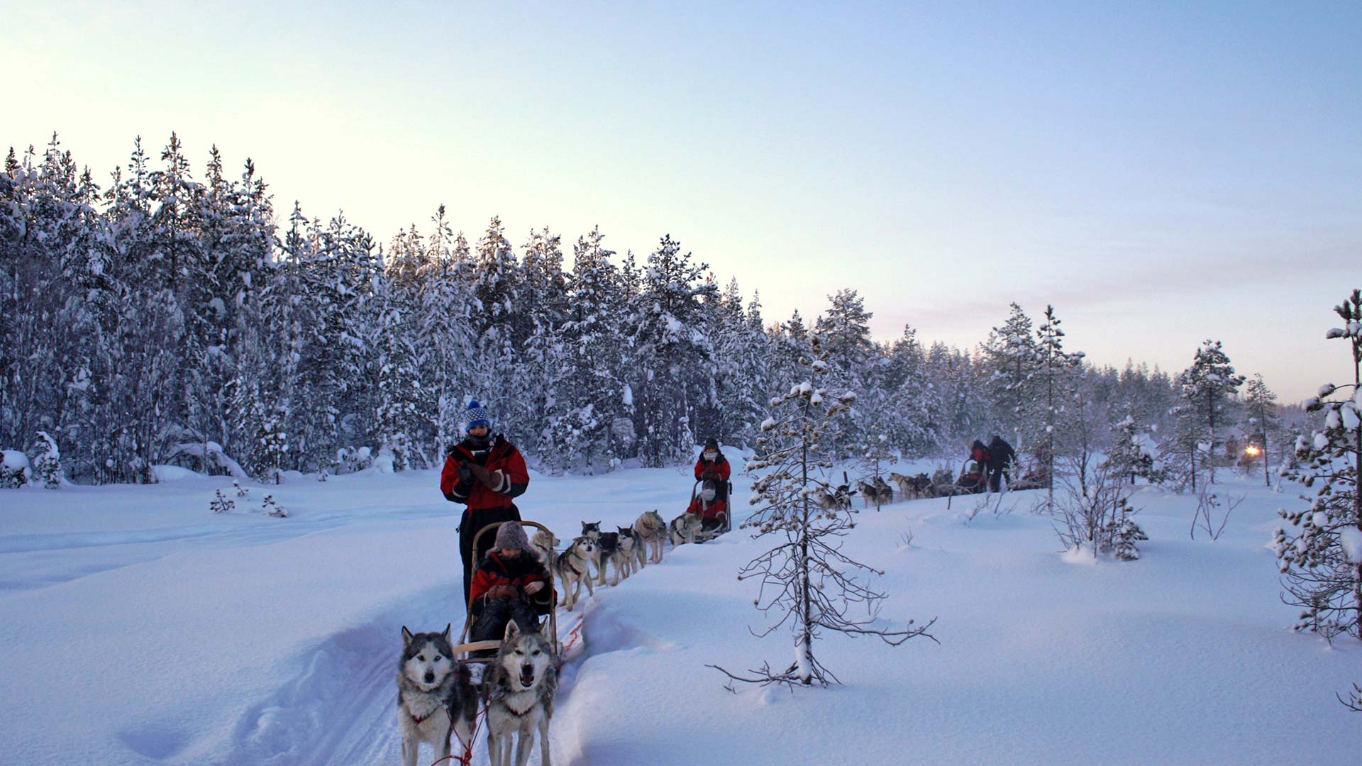 dog sledding in Finnish Lapland