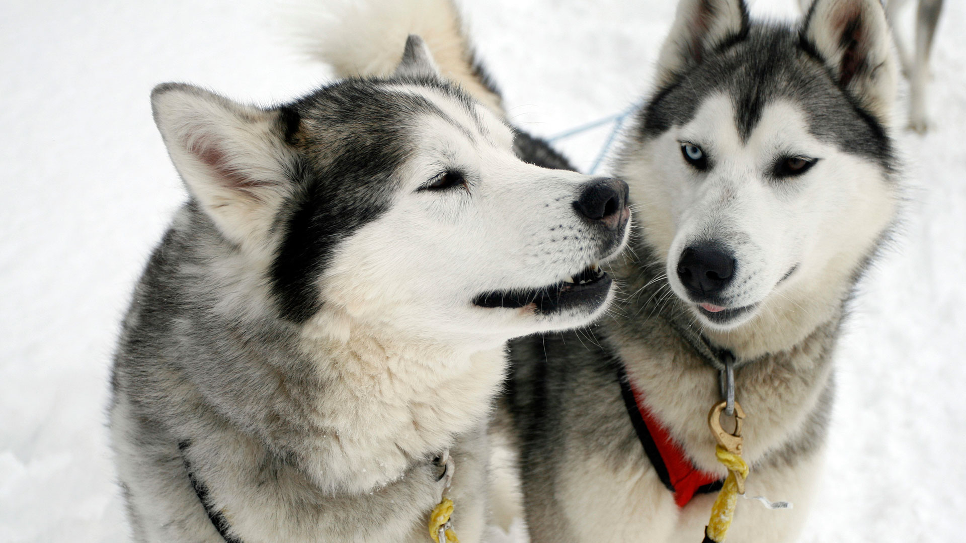 Sled Dogs