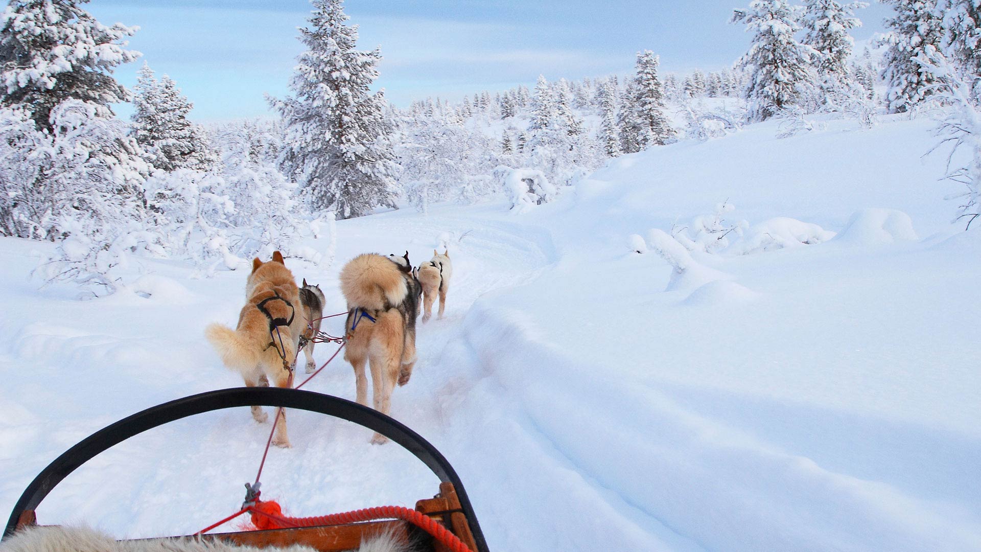 dogs leading a sled in snow