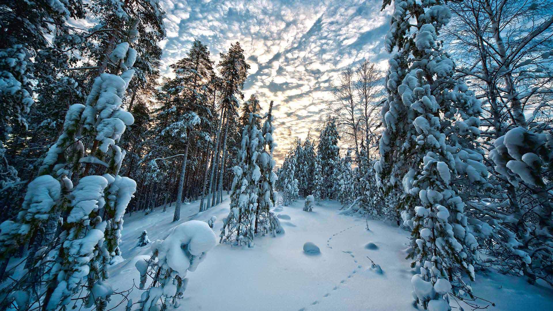 Forest in Lapland