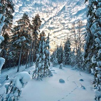 Forest in Lapland