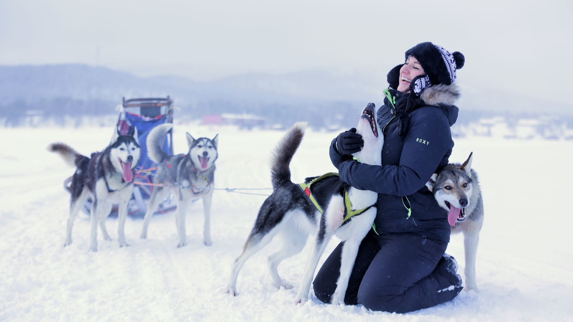 Husky dog in Lapland
