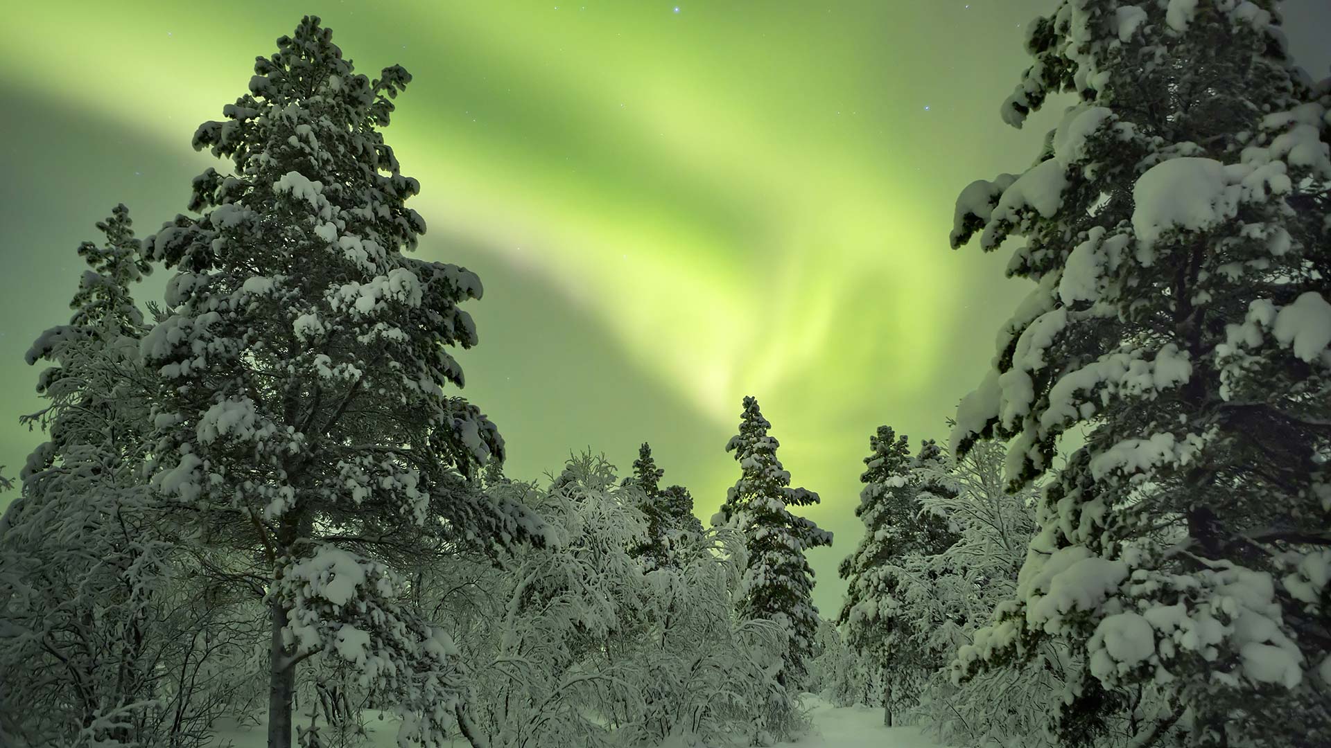Northern lights above the forest in Finland