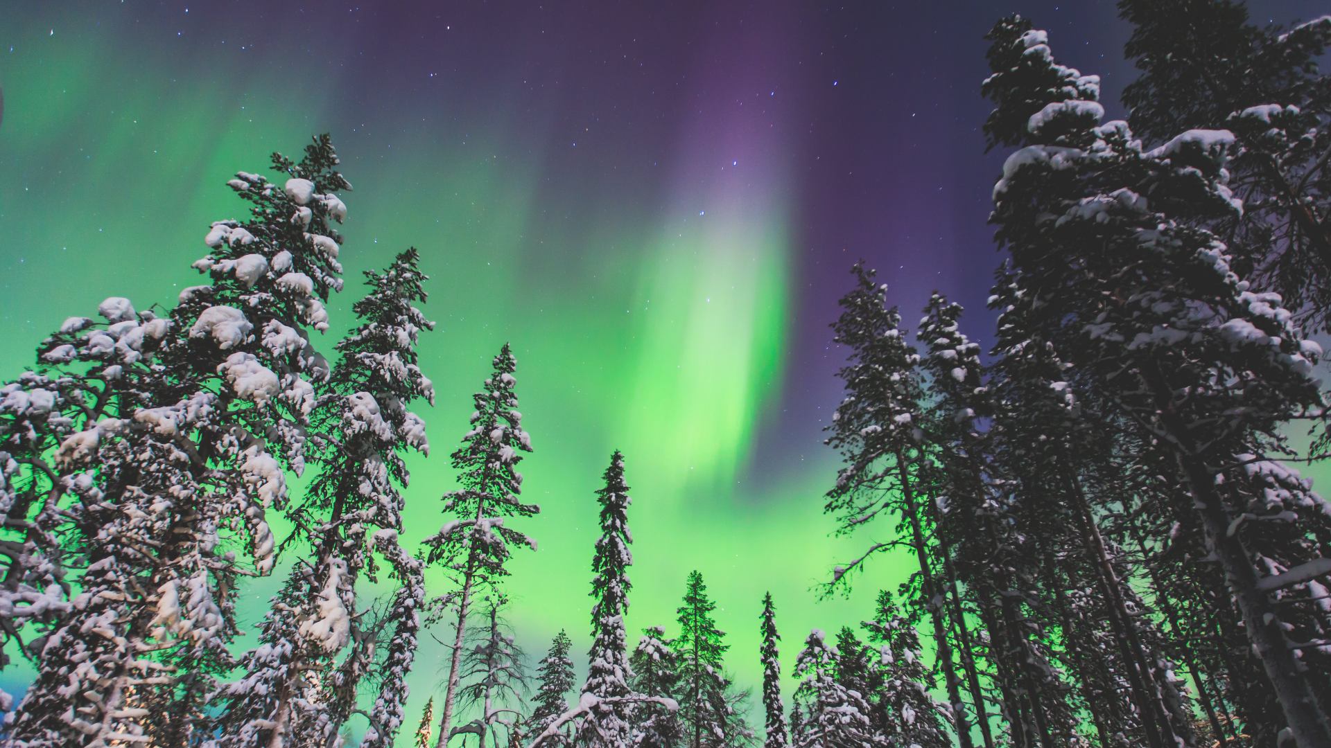 Northern lights over the forest in Finnish Lapland