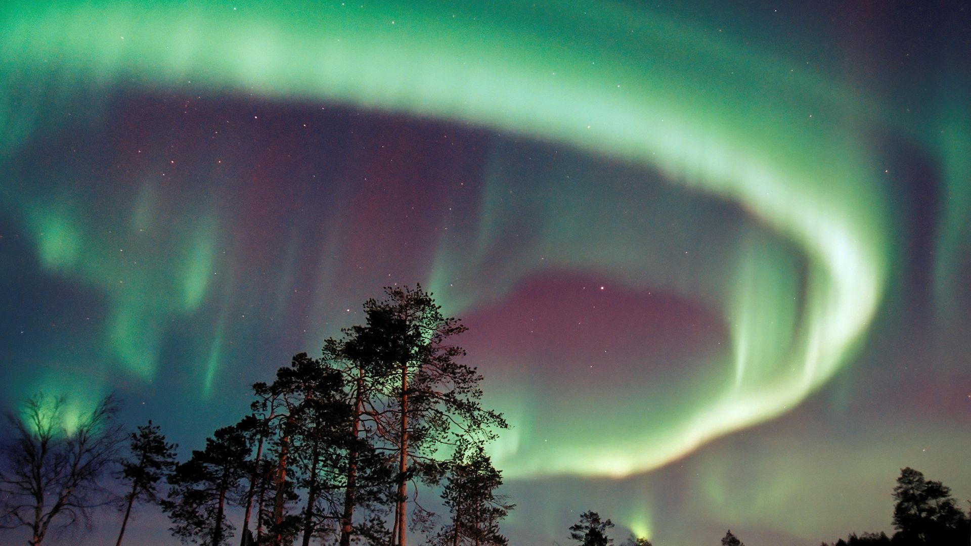 northern lights over trees