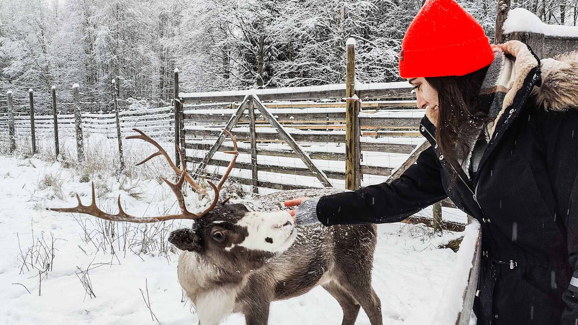 A visitor petting a friendly reindeer in the snow ©Arctic SnowHotel & Glass Igloos