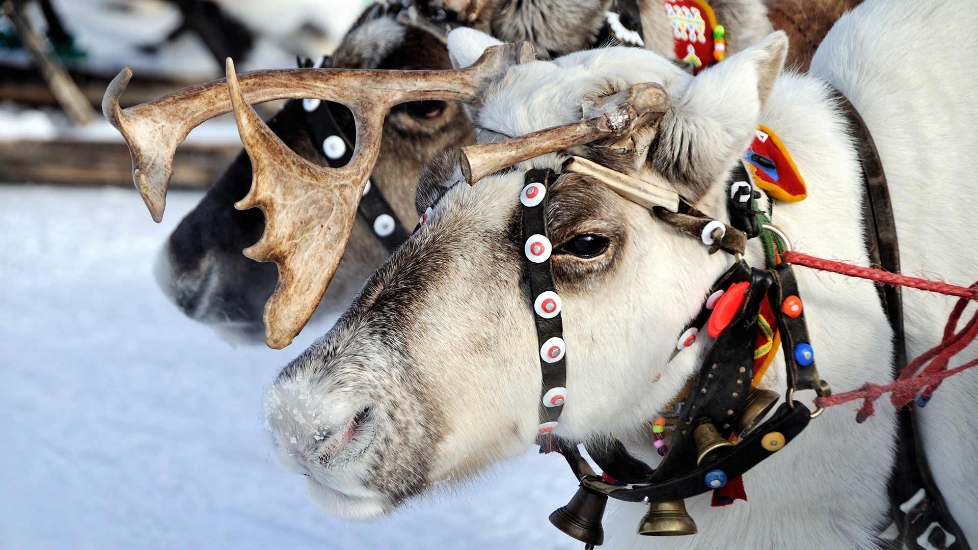 Santa’s reindeer in Lapland