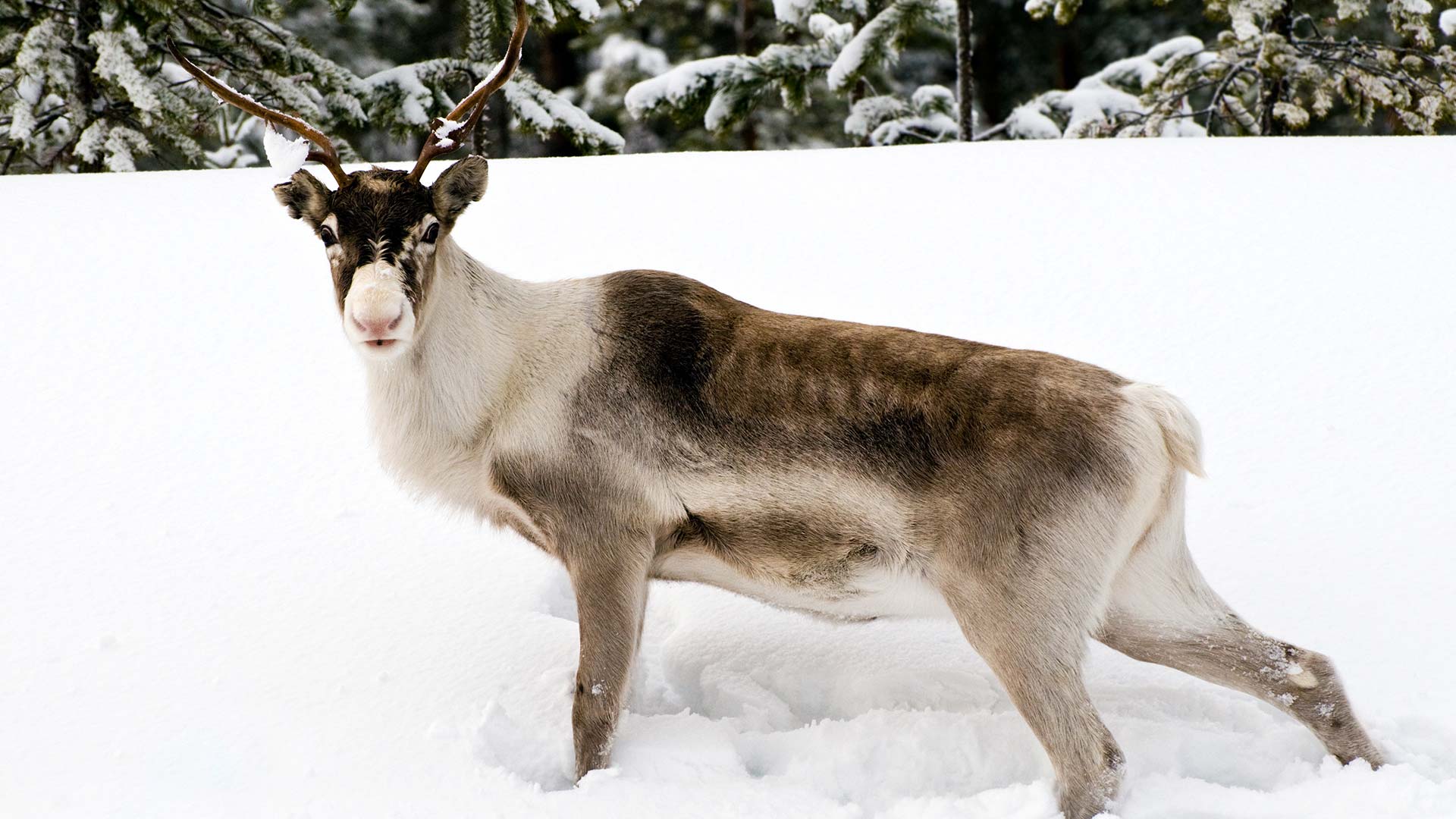 Reindeer Lapland