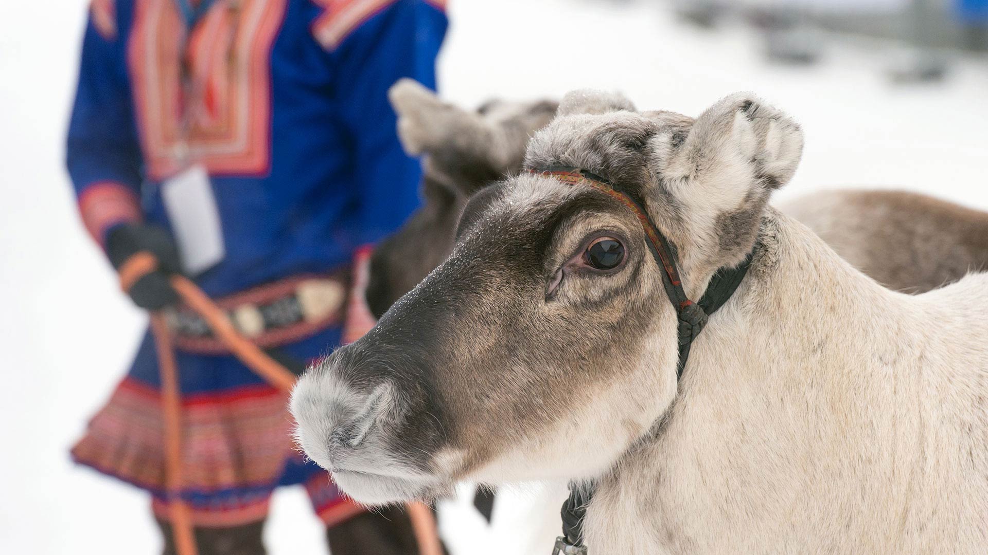 Sami Reindeer