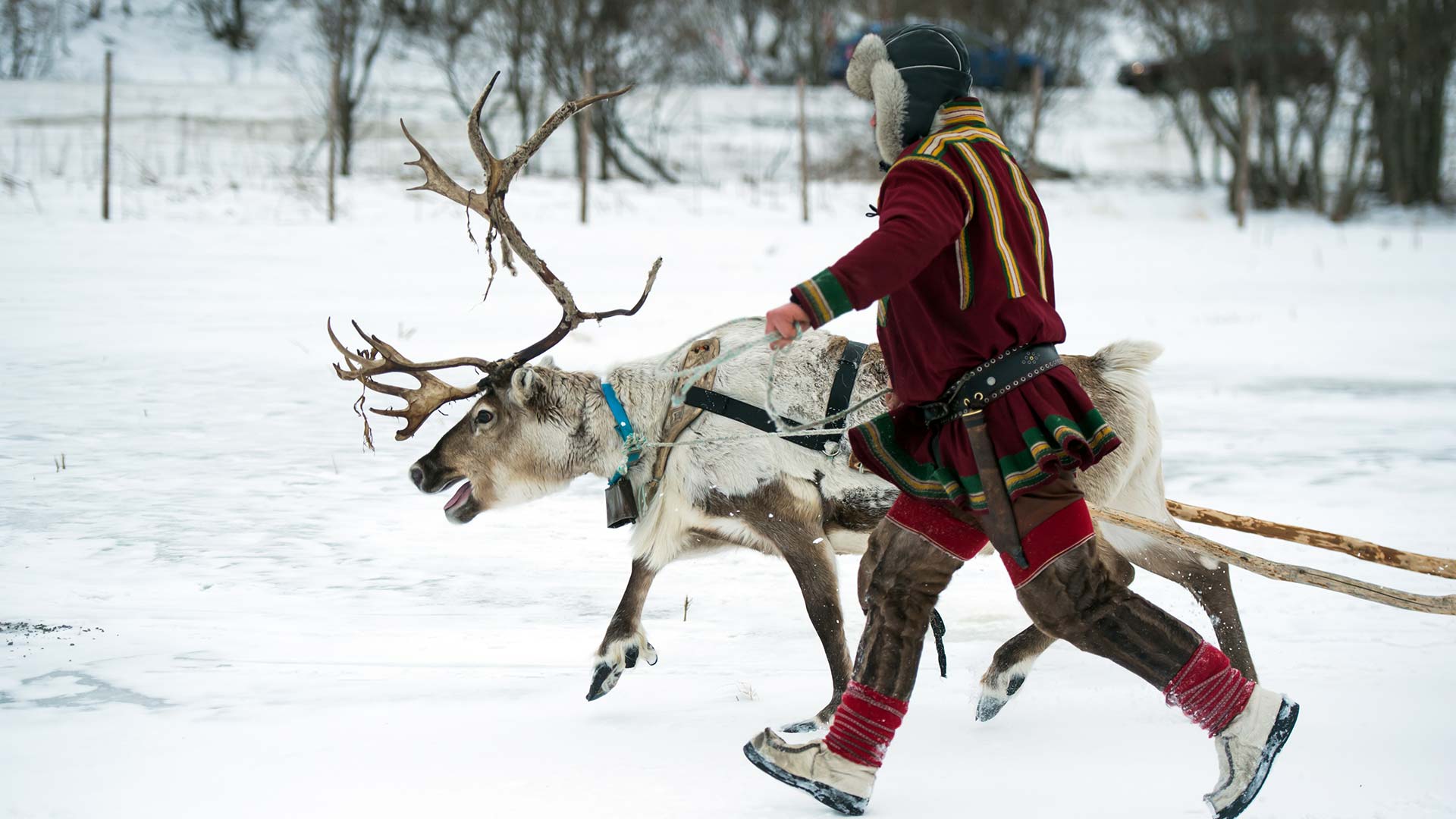 Reindeer in Northern Norway