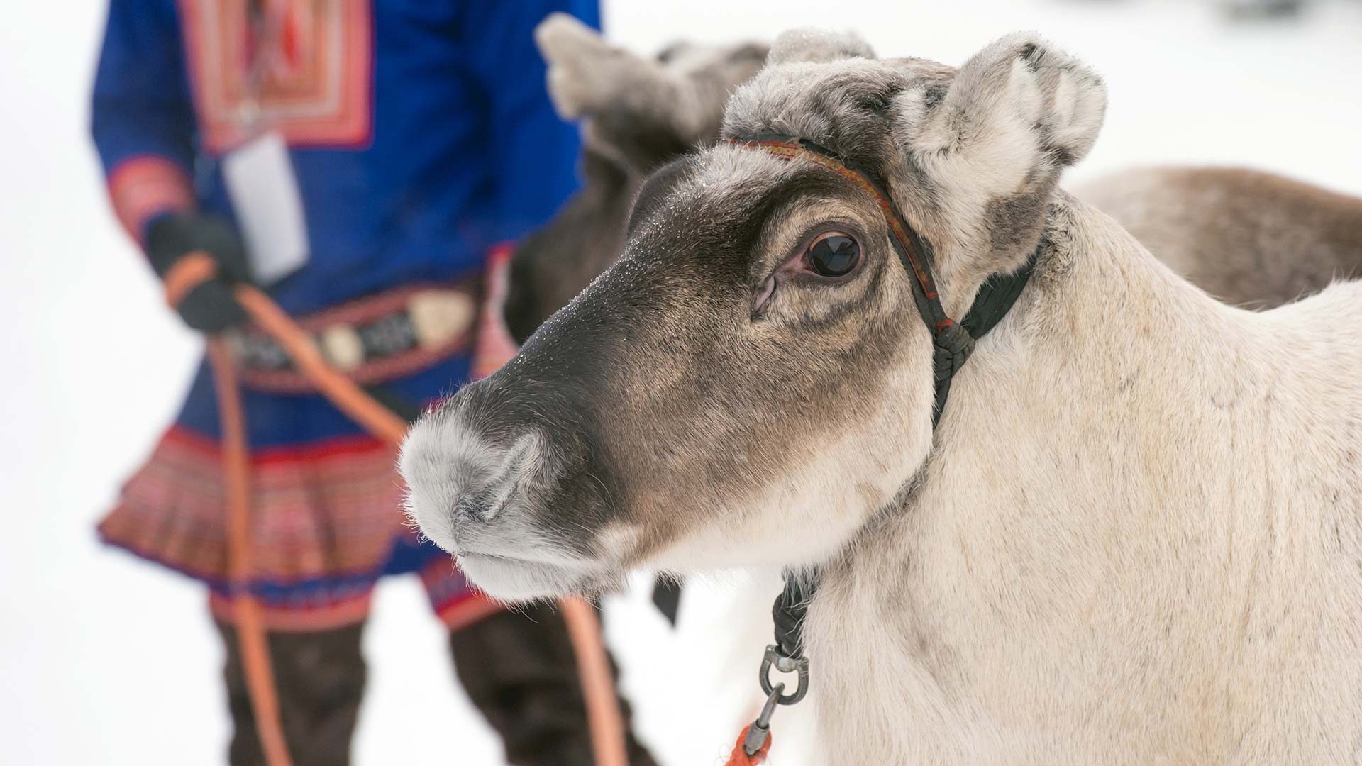 Sami reindeer in Norway